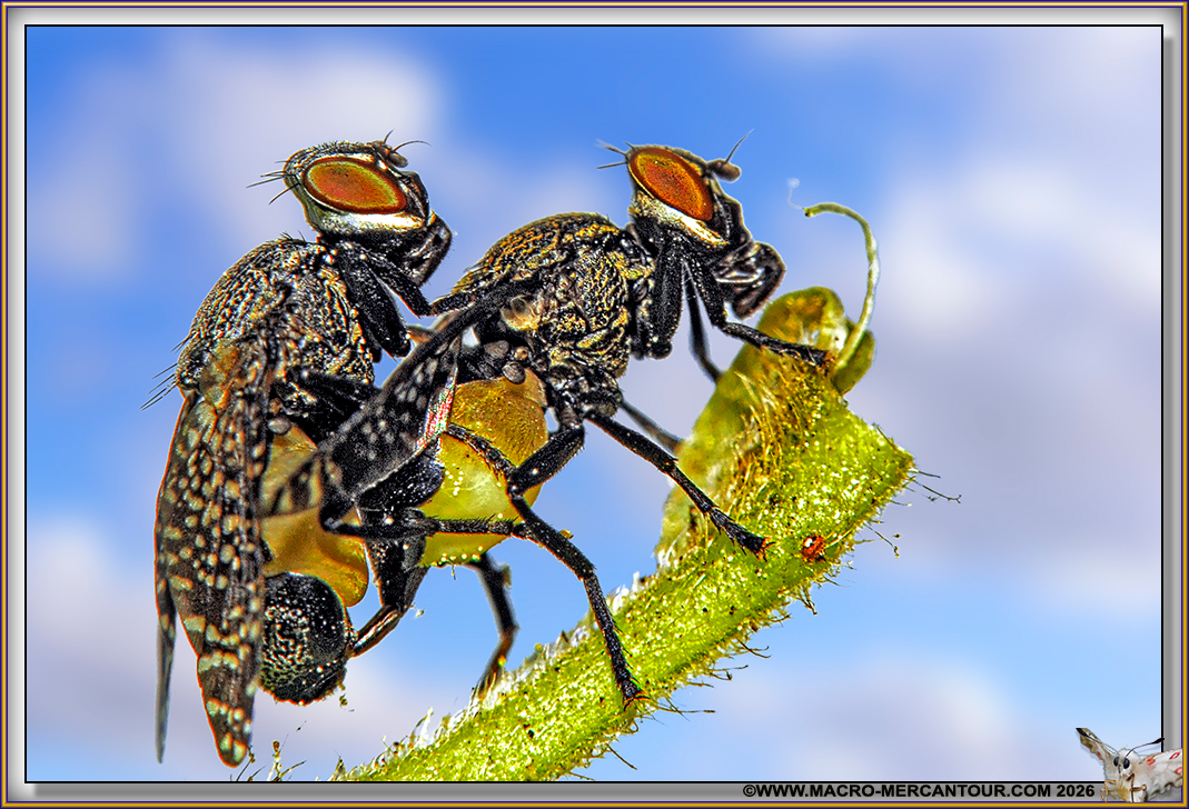 PLATYSTOMA SP